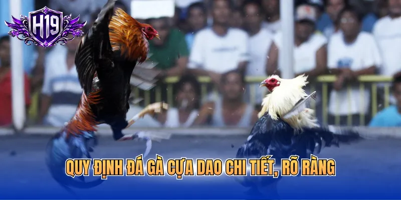 Quy định đá gà cựa dao chi tiết, rõ ràng